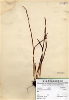 藏品(二條線蕨)的圖片